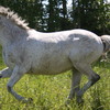 Photo: 'galopperande häst'