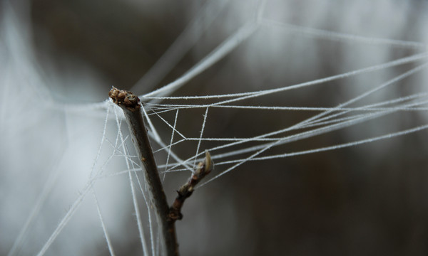 Spindeltrådar2