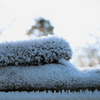 Photo: 'Frozen warmth'