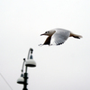 Photo: 'Fågeln på Himmelen'
