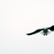 Photo: 'Fågeln med den annorlunda vingen'