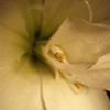 Photo: 'Flower'