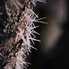Photo: 'Frost på träd'