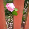 Photo: 'Peekaboo rose/ Tittut ros'