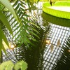 Photo: 'Water lily home'