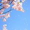 Photo: 'Sakura'