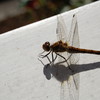Photo: 'dragonfly'