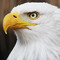 Photo: 'Eagle'