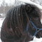 Photo: 'hästen i  snön'